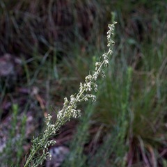 Artemisia carruthii wrightii