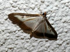 Cydalima perspectalis