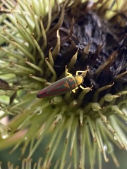 Graphocephala fennahi