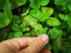 Fragaria vesca