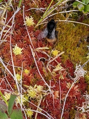 Sphagnum rubellum