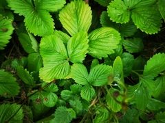 Fragaria vesca