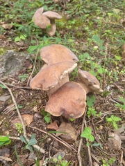 Tylopilus balloui