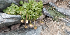 Ranunculus glacialis