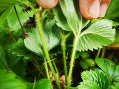 Fragaria vesca