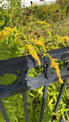 Solidago