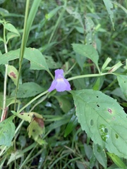 Mimulus alatus