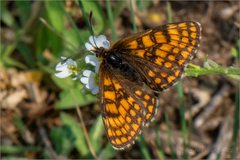 Melitaea aurelia
