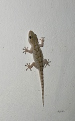 Tarentola mauritanica