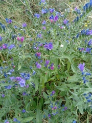 Echium vulgare