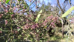 Smilax campestris