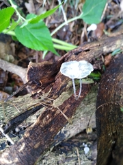 Tetrapyrgos nigripes