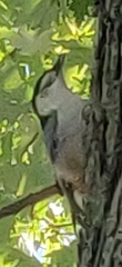 Sitta carolinensis