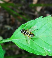 Helophilus pendulus