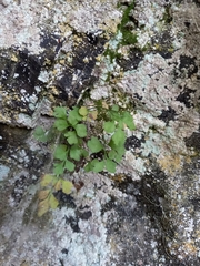 Asplenium ruta-muraria