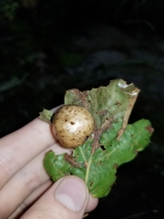 Amphibolips quercusinanis