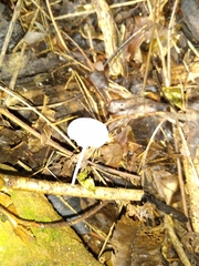 Tetrapyrgos nigripes