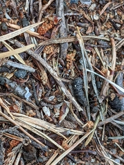 Formica rufa