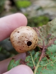 Amphibolips quercusinanis