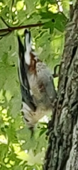 Sitta carolinensis