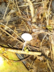 Tetrapyrgos nigripes