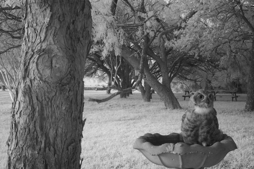 Great Horned Owl photographed in Texas