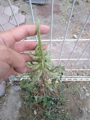 Amaranthus retroflexus