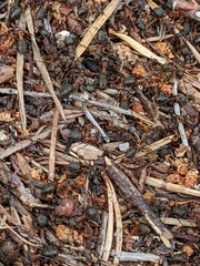 Formica rufa