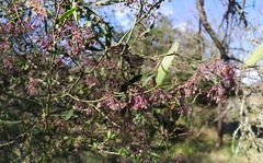 Smilax campestris