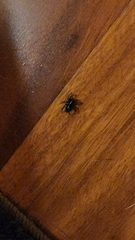 Herpyllus ecclesiasticus