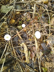 Tetrapyrgos nigripes