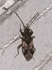Lygaeoidea