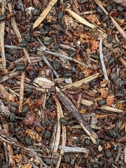 Formica rufa