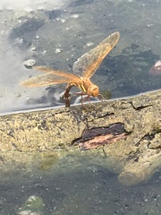 Aeshna grandis