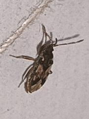 Lygaeoidea