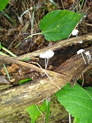 Tetrapyrgos nigripes