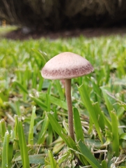 Panaeolus cinctulus