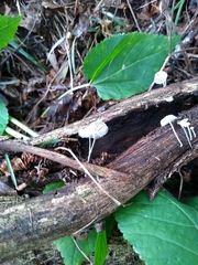 Tetrapyrgos nigripes