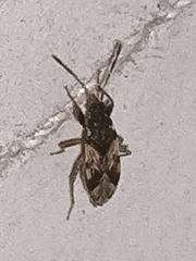 Lygaeoidea