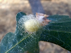 Arthropoda