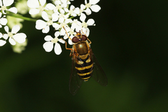Syrphus