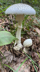 Amanita citrina