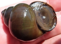 Cipangopaludina chinensis