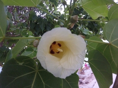 Thespesia populnea