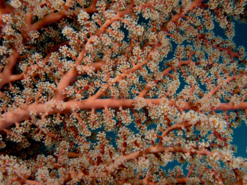 Cherry Blossom Coral