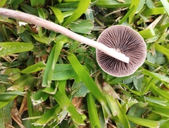 Panaeolus cinctulus