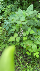 Amphicarpaea bracteata