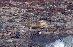 Limosa lapponica