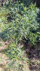 Solanum angustifidum