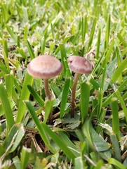 Panaeolus cinctulus